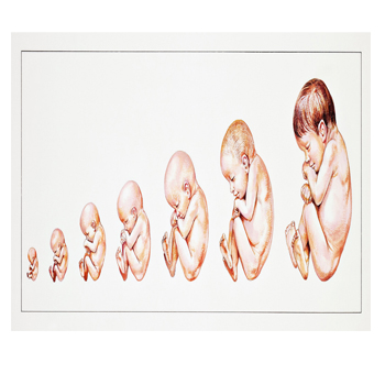 Gerakan Bayi Dalam Kandungan