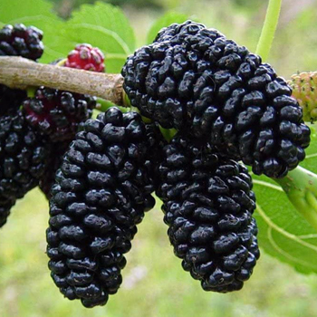 Super Food Lokal Murah, Mudah Didapat