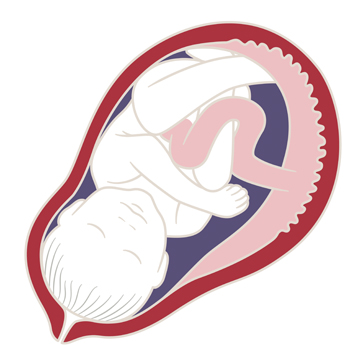 Plasenta Punya Beragam Manfaat