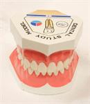 Gigi Sehat Sejak dalam Kandungan