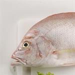 Kenapa Balita Alergi Seafood?