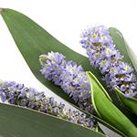 Aroma yang Disukai Bayi 