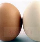 Rahim Menekuk Ke Belakang 