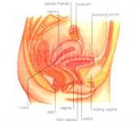 Sistem Reproduksi Wanita 