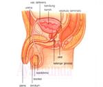 Sistem Reproduksi Pria