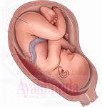 Fungsi Plasenta Untuk Janin 