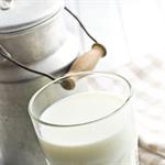 Alergi Susu Sapi Diberi Susu Kambing