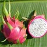 Khasiat Buah Naga untuk Ibu Hamil